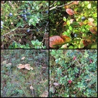 collage